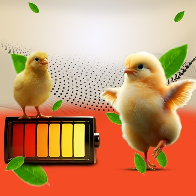 Graphic Design